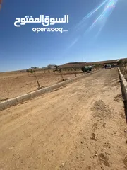  8 مزرعه زيتون