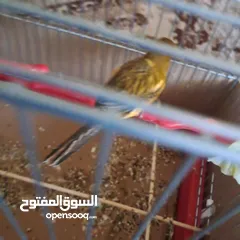  5 ذكر مغرد حامي نارررر