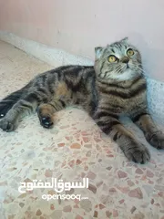  8 سكوتش فولد ماربل