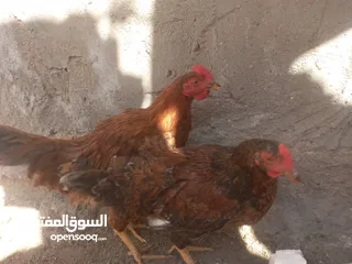  2 ديك مع دجاجه عرب انااضف بياض