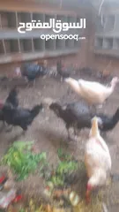  2 دجاج بلدي للبيع العدد 5 وحشتيني وحده هولنديه  ووحده بلديه
