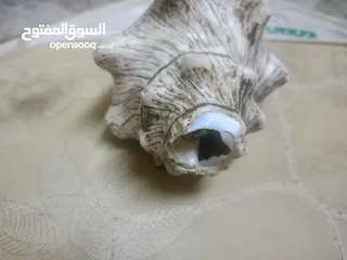  7 للبيع خنجر قرن زراف هندي مع حزام زري ومعه جم