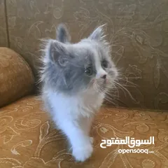  2 تواصل واتساب " قطط بيرشن وهملايا "
