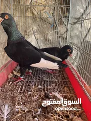  1 جواز حمام للبيع كوم