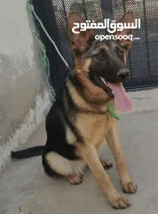  2 كلبة جيرمن عمرها 7 شهور للبيع