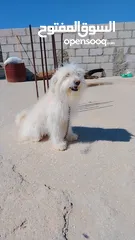  2 كلب زينه انثى