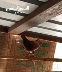 10 جواز وفراخ للبيع مشكل اقرء الوصف كامل