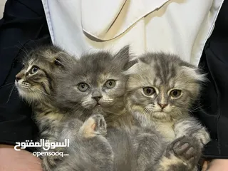  3 قطط سكوتش فولد مكس للبيع عدد 2 ذكر 1 انثى