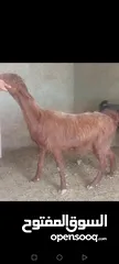  5 بسم الله الرحمن الرحيم معز مقنوي مكفول ظحيه او مقنوي سن حبات وقطعه وشكل مشاء الله