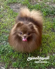  23 Pomeranian   Samoyed    Giant Malamute