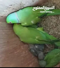 1 جوز دورا معهم  3 فراخ ماشاء الله عليهم صحة ونظافة 180 دينار