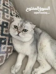  3 ذكر سكوتش فولد ابيض للتزاوج grey shaded