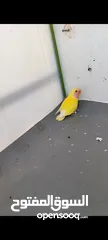  2 فراخ روز لاتينو عين حمرا