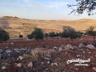  7 مزرعة لقطة مميزة مشجرة جرش دحل مساحة 3دونمات ونصف