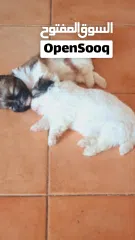  2 1 month old female puppies for sale