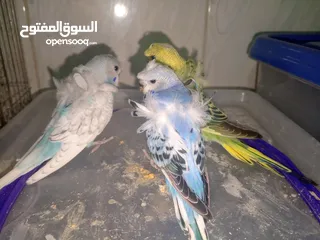  3 فرخ زق يدوي روز وكوكتيل ودرة ومخاليف هوغو