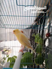  4 كنار جواز شغلات ماشأ الله