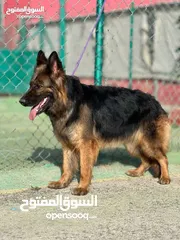  29 درّب كلبك الآن ...اكبر مركز لتدريب الكلاب