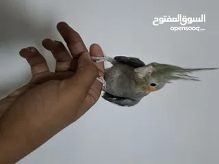  3 للبيع الكوكتيل عمر شهر 100%  في واتساب