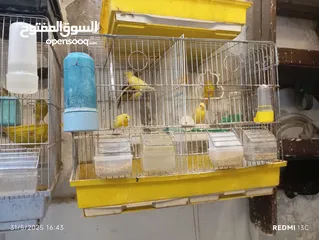  1 طيور كنارت وببغات للبيع
