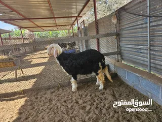  4 كبشان نجديه اصل العمر من 5شهور لحد 7شهور