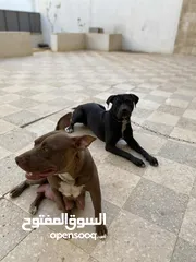  5 جراوي بيتبول نادرة جدا