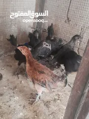  2 موجود تسع فرخات بلديات صحه ونظافه   والشر ما بقصر معاه