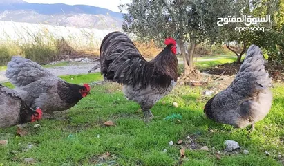  6 بيض وصوص من الانواع الي في الصور
