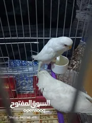  1 ما شاء الله تبارك الرحمن جوز حب الفحل الابيض البينو والانثاي تكساس