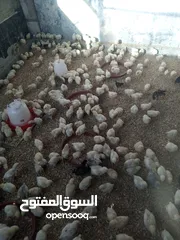  2 صوصان لاحم نخب أول