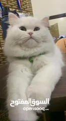  3 Persian Cat (Female Doll Face)