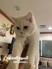  1 للبيع قطو ذكر شيرازي