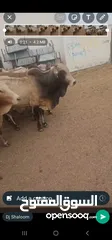  4 Top Live Somali cows