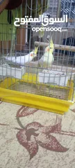  4 جوز كوكتيل لاتيني منتج للبيع