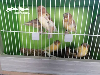  14 جلوستر مخاليف جلوستر..............