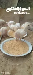  2 صوص لاحم نوع روس مطعم سعر 35قرش