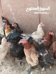  3 طيور متنوعه نضيفه كتير ترباية بيت مو قصص تجار