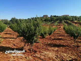  23 مزرعه مع بيت راقيه راس منيف موقع مميز مطله و بسعر مغري جدا