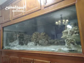  1 حوض سمك بحري حجم ضخم جدا جدا 240X100x100 إرتفاع الحوض مع البوفيه 270 مع كامل اجهزتو