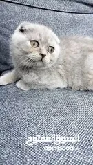  1 سكوتش فولد بيور ليلكي
