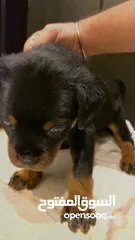  3 Rottweiler روت وايلر