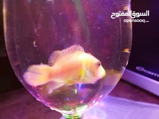  8 حوض وسمك للبيع