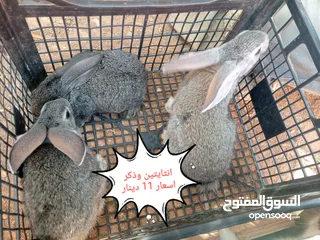  6 ارانب هجين