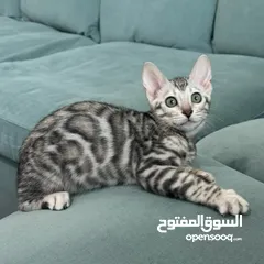  1 Pure Bengal Kittens