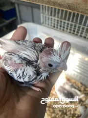  20 من اجمل طفرات وألوان الكروان الهولندي بسعر العادي