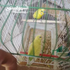  5 طيور حب عصافير حب
