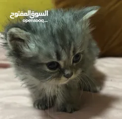  5 قطط تبني مطعمه