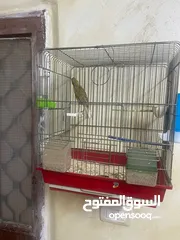  2 السلام عليكم.فحل كنار موردي ناااار ابو فراخ .سعرو 17دفقط