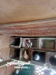  17 حمام للبيع او بدل على عصفير