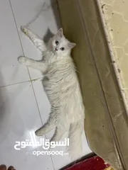  2 قطة أنثى شيرازيه